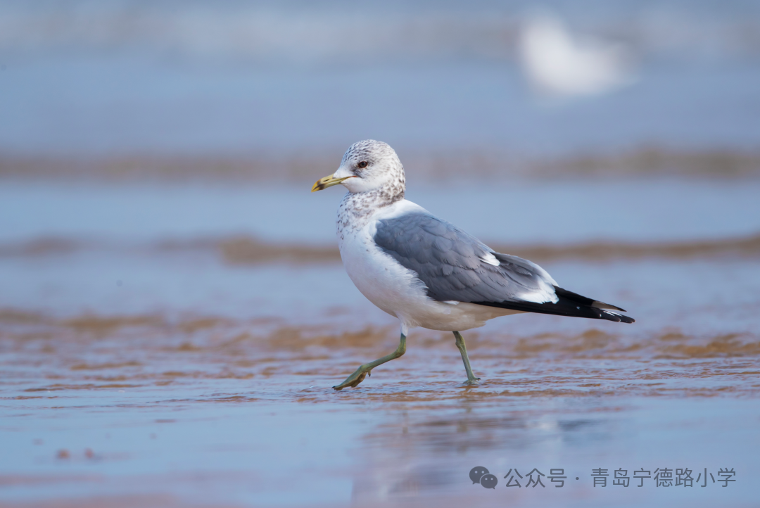 探索海鷗影評下載網(wǎng)站，電影愛好者的寶藏之地