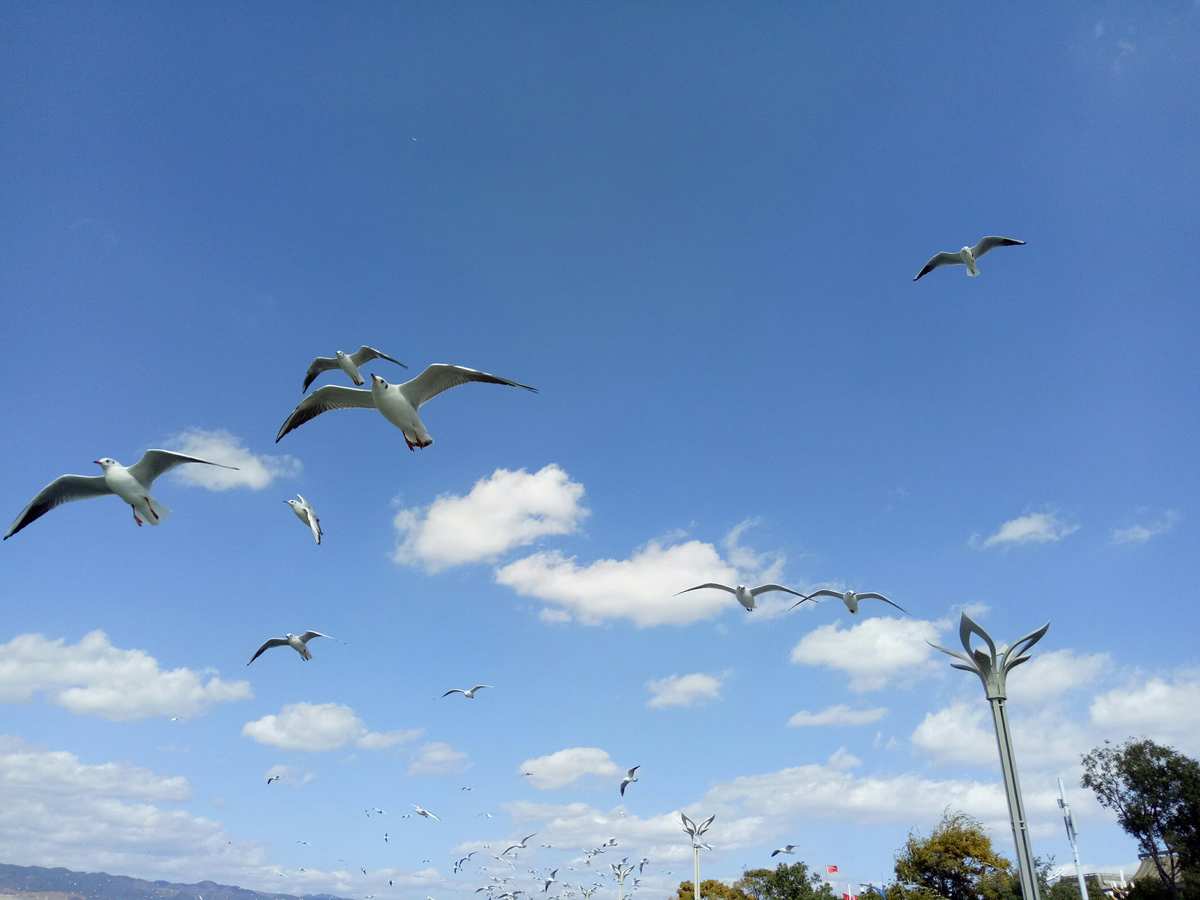 海鷗飛處彩云飛的浪漫與哀愁——一部時(shí)代劇的深情回望