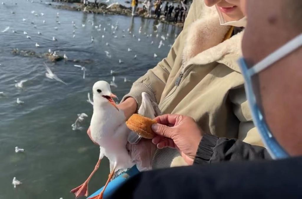 探索自然之美，海鷗圖片高清大圖大全