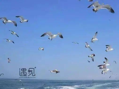 海天之間，捕捉那抹最動(dòng)人的藍(lán)——記最美的海鷗瞬間