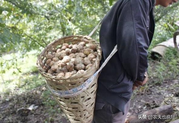 胡桃與旅行者的奇妙胡蘿卜之旅——原神中的溫馨邈遇